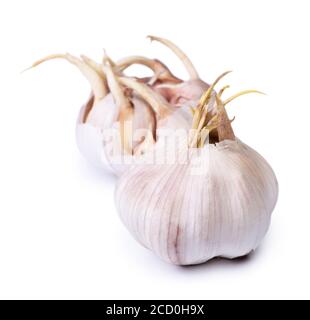 Sprouted garlic bulb isolated on the white background Stock Photo