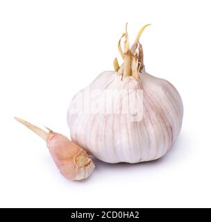 Sprouted garlic bulb isolated on white Stock Photo