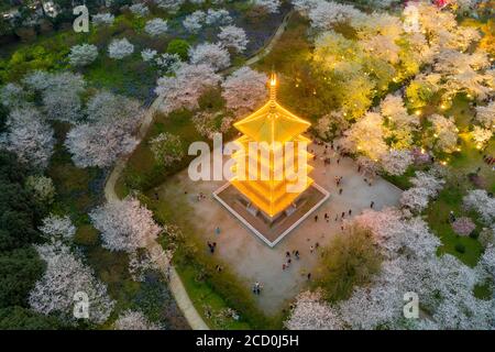 Wuhan East Lake Sakura Garden.This time is the cherry sakura blossom season. For travel around Wuhan Stock Photo