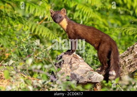 Pine Marten (Martes martes), side view of an adult male standing on a rock. Looking alert around. Stock Photo