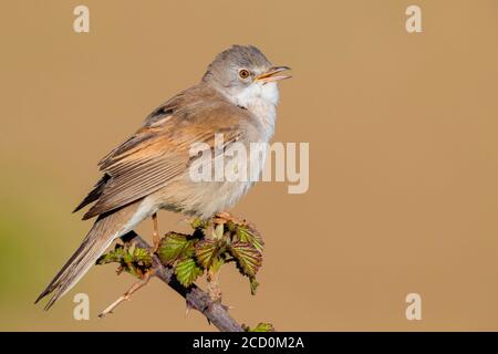 Common Whitethroat (Sylvia communis), side view of an adult male singing from the top of a bush Stock Photo