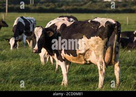Dairy cow grazing at sunset in rural Ireland Stock Photo