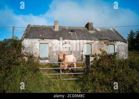 Large adult male Bull behind a gate of Abandoned house in rural Ireland. Stock Photo