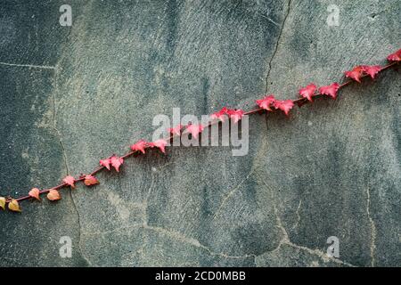 ivy leaves turning red on a  grey concrete grunge wall background Stock Photo