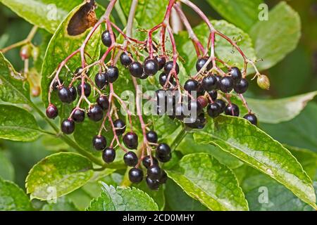 Elderberries,  (Sambucus nigra.) Stock Photo