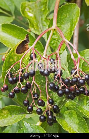 Elderberries,  (Sambucus nigra.) Stock Photo