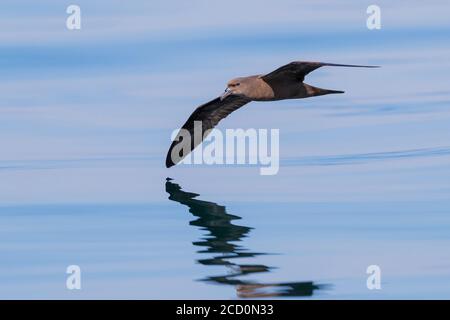 Jouanin's Petrel (Bulweria fallax), individual in flight over the sea in Oman Stock Photo