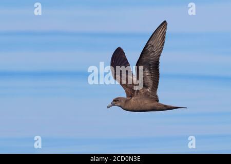 Jouanin's Petrel (Bulweria fallax), side view of an individual in flight over the sea in Oman Stock Photo