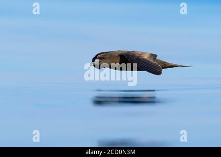 Jouanin's Petrel (Bulweria fallax), side view of an individual in flight over the sea in Oman Stock Photo