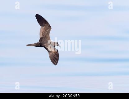 Jouanin's Petrel (Bulweria fallax), top view of an individual in flight over the sea in Oman Stock Photo