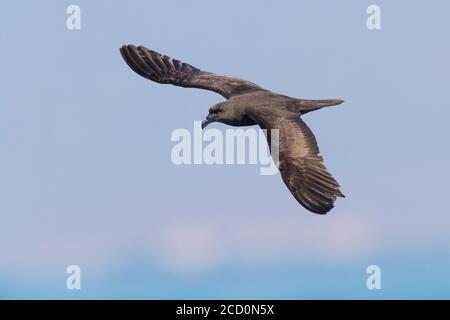 Jouanin's Petrel (Bulweria fallax), individual in flight over the sea in Oman Stock Photo