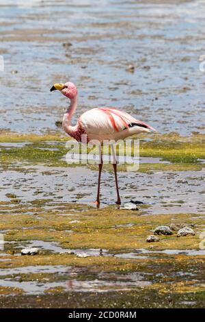 Flamingo wading in Laguna Colorada, Eduardo Avaroa National Park; Potosi Department, Bolivia Stock Photo