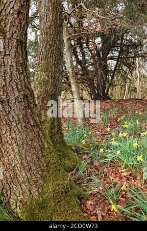 The Spring Daffodils On The Forrest Floor, Cringlebarrow Woods, Yealand Redmayne Stock Photo