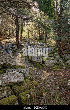 The Dappled Light On The Path That Weaves It's Way Through The Limestone Pavement With Sunlight Shining Through The Trees, Cringlebarrow Woods, Yealan Stock Photo