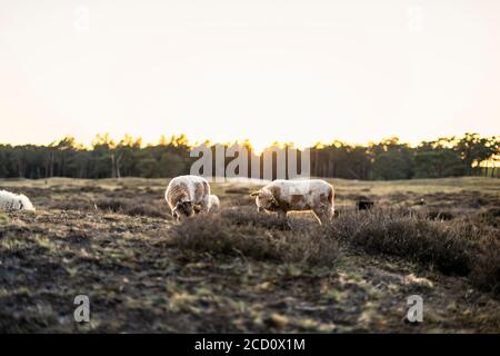 Little lambs, eating grass in the heather at sunset Stock Photo