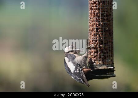 A Juvenile Great Spotted Woodpecker (Dendrocopos Major) Clinging  to a Peanut Birdfeeder Stock Photo