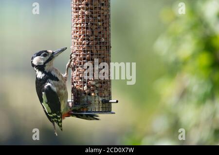 An Adult Female Great Spotted Woodpecker (Dendrocopos Major) Clings to a Garden Peanut Feeder Stock Photo