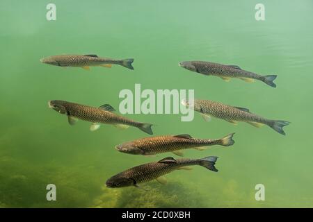 Squalius cephalus is a European species of freshwater fish in the carp family Cyprinidae Stock Photo