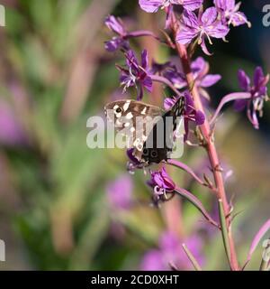 A Speckled Wood Butterfly (Pararge Aegeria) Feeding on Rosebay Willowherb (Chamerion Angustifolium) in Summer Stock Photo