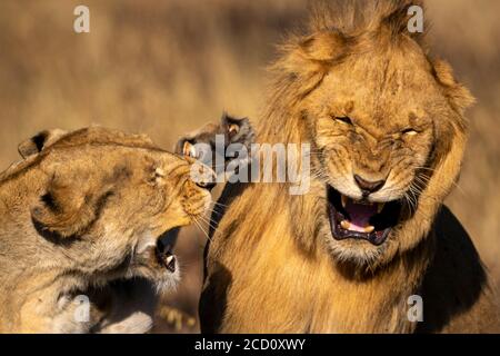 Close-up of angry lioness slapping male lion during fight; Tanzania Stock Photo