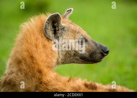 Close-up portrait of spotted hyena (Crocuta crocuta) looking over shoulder; Tanzania Stock Photo