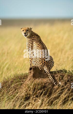 Portrait of cheetah (Acinonyx jubatus) sitting on termite mound on the savanna looking back at camera; Tanzania Stock Photo
