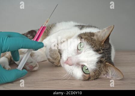 Old tabby cat becomes a injection from a veterinarian. Stock Photo