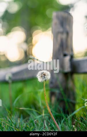 Red-seeded dandelion growing in between the grass in a forest Stock Photo
