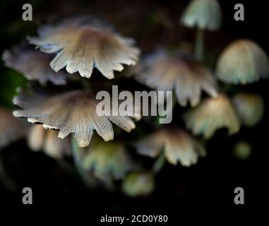 Toadstools or fungi growing on an old moss covered tree (dead) in a forest in the UK. Stock Photo