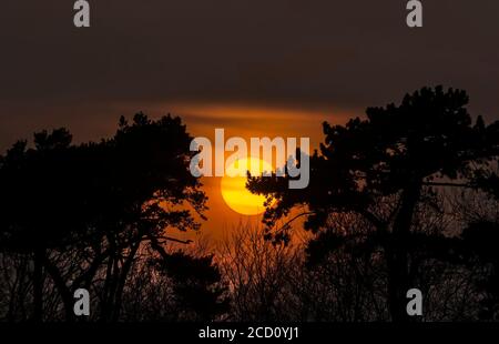 Sun setting between two trees in the Springtime Stock Photo