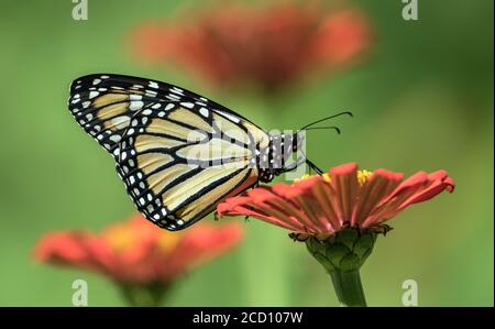Closeup of Monarch Butterfly feeding on nectar of Zinnia flower in Canada. Stock Photo
