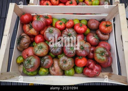 PICKING UP VEGETABLES  AT PARIS URBAN FARM Stock Photo