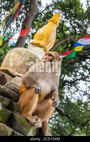 Macaque monkey sits on the steps of a stupa, with brightly coloured prayer flags in the background at the Swayambhunath stupa, Monkey Temple Stock Photo