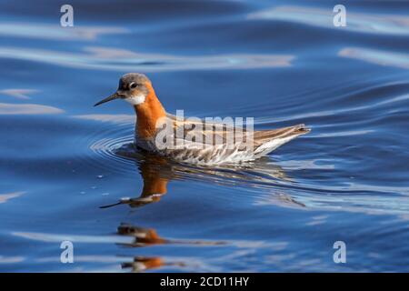 Red-necked phalarope (Phalaropus lobatus) female in breeding plumage swimming in pond Stock Photo