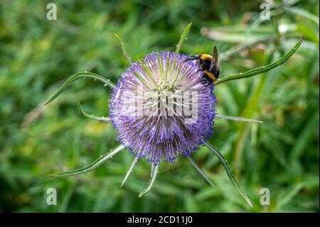 Bumble bee collecting pollen from a wild teasel flower Stock Photo