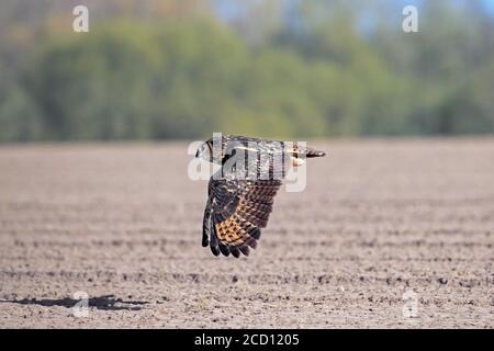 Eurasian eagle-owl / European eagle-owl (Bubo bubo) in flight, hunting over field / farmland Stock Photo
