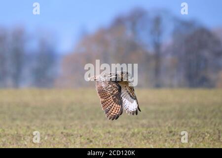 Eurasian eagle-owl / European eagle-owl (Bubo bubo) in flight, hunting over field / farmland Stock Photo