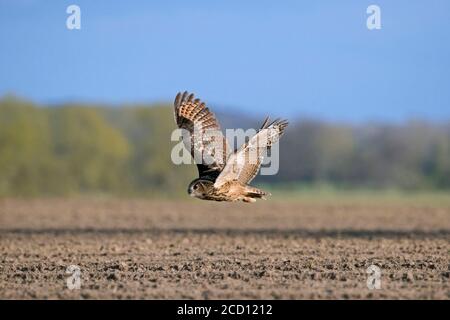Eurasian eagle-owl / European eagle-owl (Bubo bubo) in flight, hunting over field / farmland Stock Photo