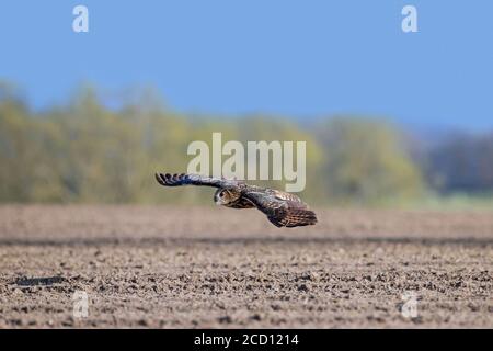 Eurasian eagle-owl / European eagle-owl (Bubo bubo) in flight, hunting over field / farmland Stock Photo
