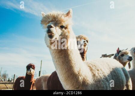 Angry alpaca in the farm close up looking at camera Stock Photo