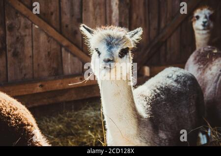 Cute alpaca in the barn eating hay Stock Photo