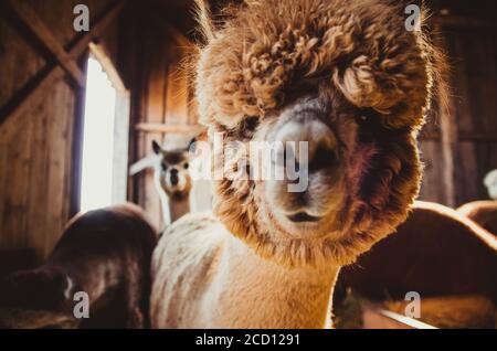 Cute alpaca baby in the barn close up looking at camera Stock Photo