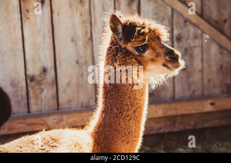 Cute alpaca baby in the barn lit by sunlight Stock Photo