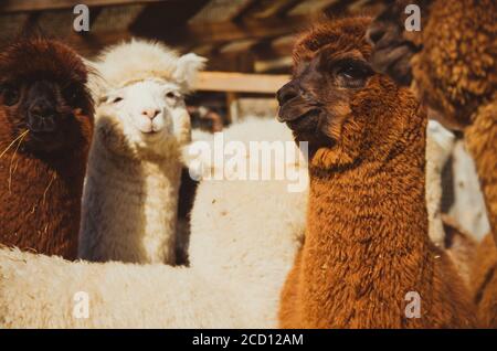 Group of cute alpacas outside of farm on a sunny day Stock Photo