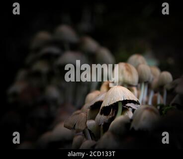 Toadstools or fungi growing on an old moss covered tree (dead) in a forest in the UK. Stock Photo