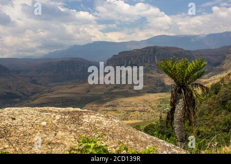 A single common tree fern, Alsophila Dregei, overlooking the Injisuthi Valley in the central Drakensberg Mountains, South Africa Stock Photo