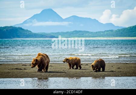 Bear (Ursus arctos) viewing at Hallo Bay Camp. A sow and her two cubs hunt for clams while awaiting the arrival of salmon to local streams Stock Photo