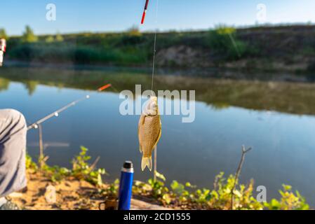 Crucian fish caught on bait by the lake, hanging on a hook on a