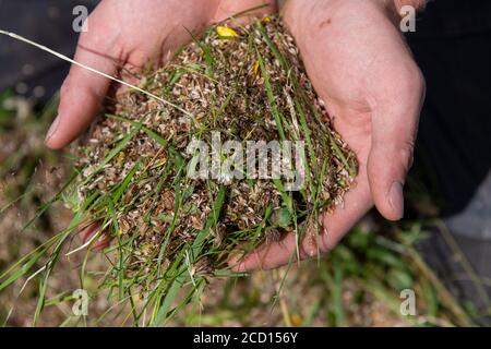 Hands holding wildflower seed collected off a traditional hay meadow as part of a restoration scheme. North Yorkshire, UK. Stock Photo