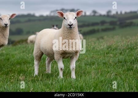 Texel crossbred fat lamb looking at camera on pasture in Cumbria, UK. Stock Photo